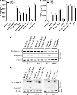 NLRP6 Plays an Important Role in Early Hepatic Immunopathology Caused by Schistosoma mansoni Infection